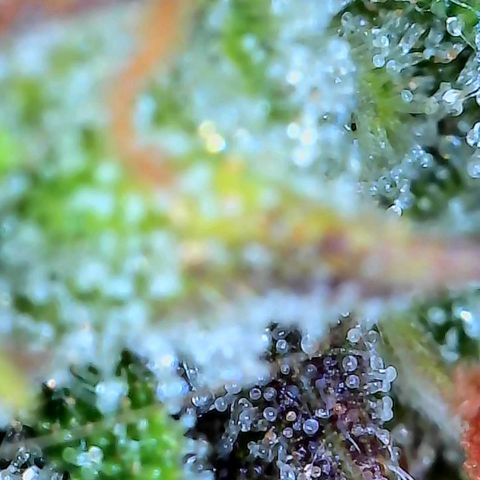 Geloctane  growlog photo: Pretty sure it's ready to harvest I might wait a day or 2