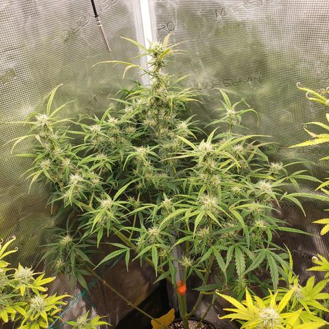 Geloctane  growlog photo: I think the dark purple colors from the cold at night 