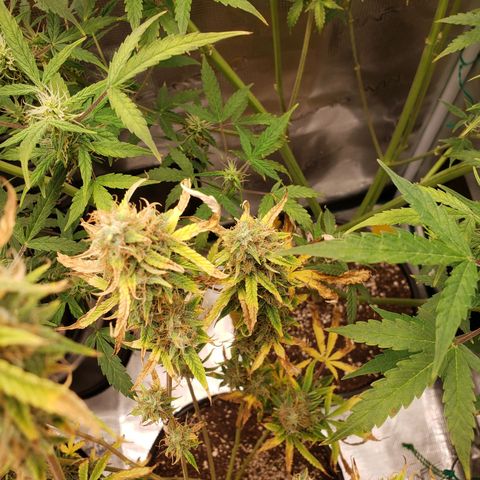 Geloctane  growlog photo: Super skunk week 12