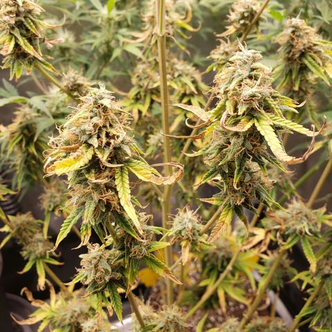 Geloctane  growlog photo: Super skunk week 12