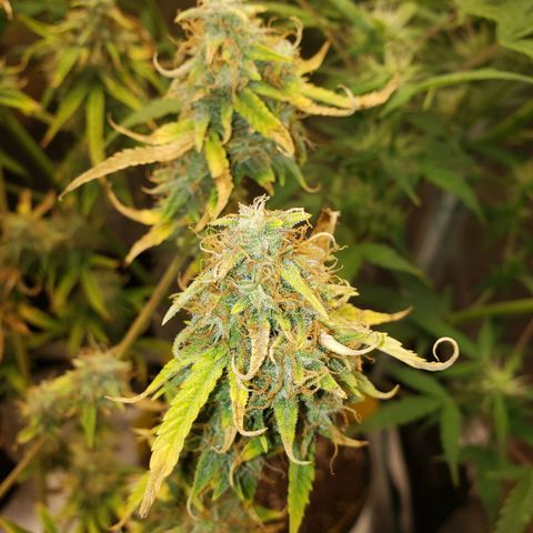 Geloctane  growlog photo: Super skunk week 12