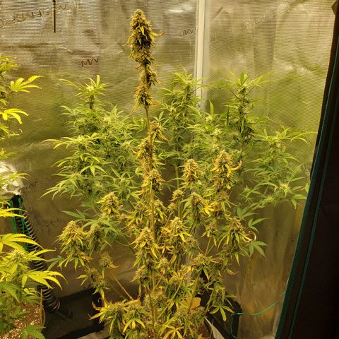 Geloctane  growlog photo: Super skunk week 12