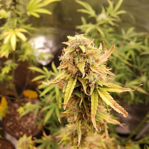 Geloctane  growlog photo: Super skunk week 12