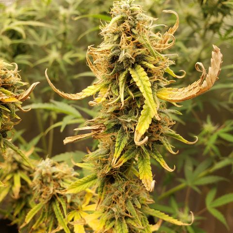 Geloctane  growlog photo: Super skunk week 12