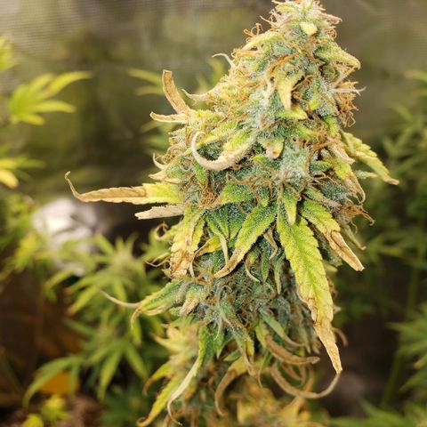 Geloctane  growlog photo: Super skunk week 12