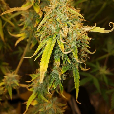 Geloctane  growlog photo: Super skunk week 12