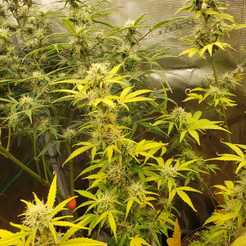 Geloctane  growlog photo: Looking Frosty but the color idk
