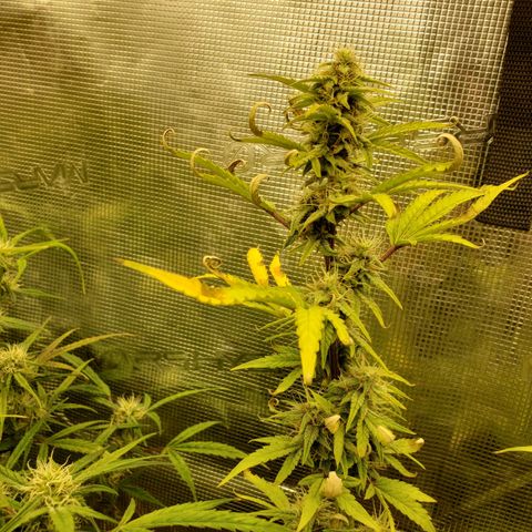 Geloctane  growlog photo: Looking Frosty but the color idk