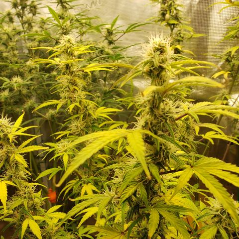 Geloctane  growlog photo: Looking Frosty but the color idk
