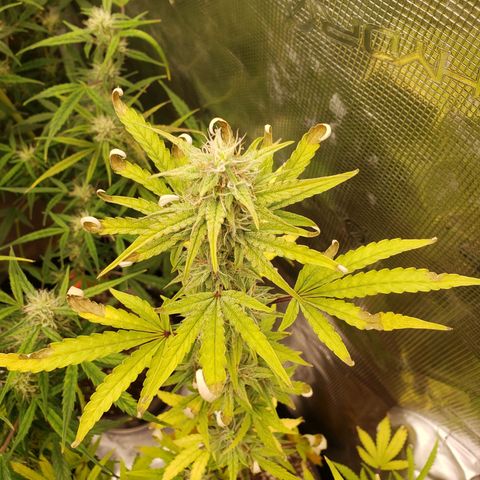 Geloctane  growlog photo: Looking Frosty but the color idk
