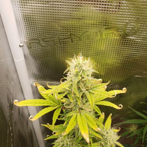Geloctane  growlog photo: Looking Frosty but the color idk