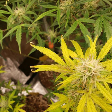 Geloctane  growlog photo: Looking Frosty but the color idk