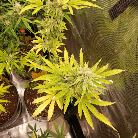 Geloctane  growlog photo: Looking Frosty but the color idk