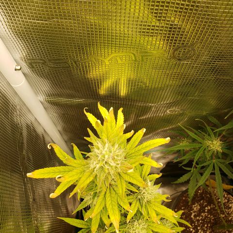 Geloctane  growlog photo: Looking Frosty but the color idk