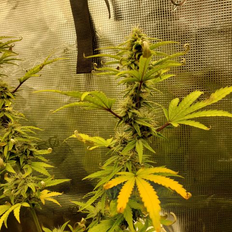 Geloctane  growlog photo: Looking Frosty but the color idk