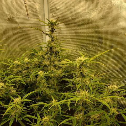 Geloctane  growlog photo: Looking Frosty but the color idk