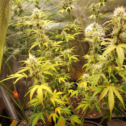 Geloctane  growlog photo: Frosty 
