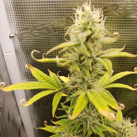 Geloctane  growlog photo: Frosty 