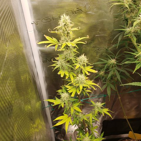Geloctane  growlog photo: Frosty 