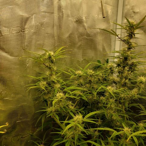 Geloctane  growlog photo: Frosty 