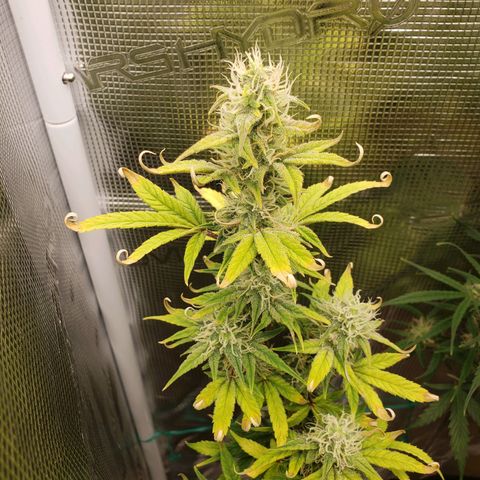 Geloctane  growlog photo: Frosty 