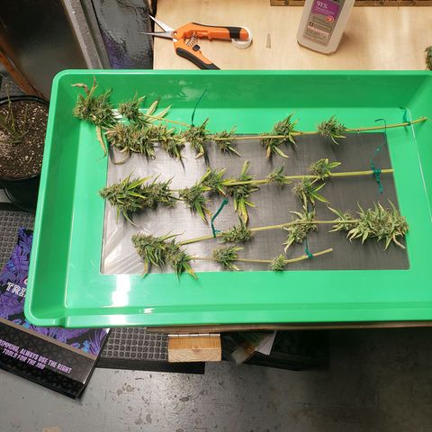 Geloctane  growlog photo: Harvested super skunk 7/18 planted on 4/22