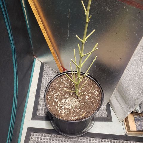 Geloctane  growlog photo: Harvested super skunk 7/18 planted on 4/22