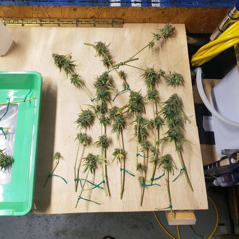 Geloctane  growlog photo: Harvested super skunk 7/18 planted on 4/22