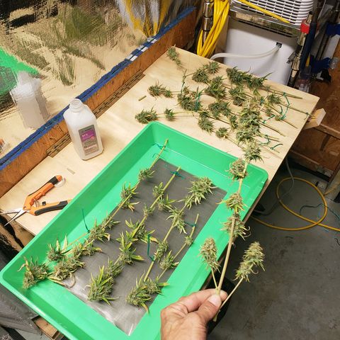 Geloctane  growlog photo: Harvested super skunk 7/18 planted on 4/22