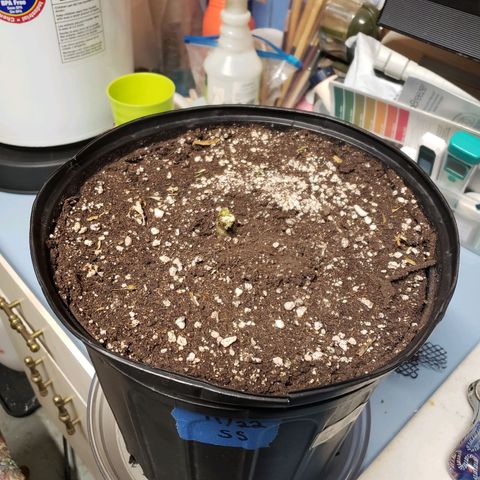 Geloctane  growlog photo: The end 🙏 r.i.p super skunk 