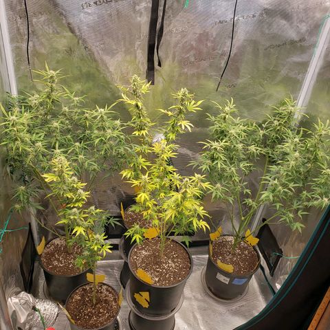 Geloctane  growlog photo: Freed up some room in the tent