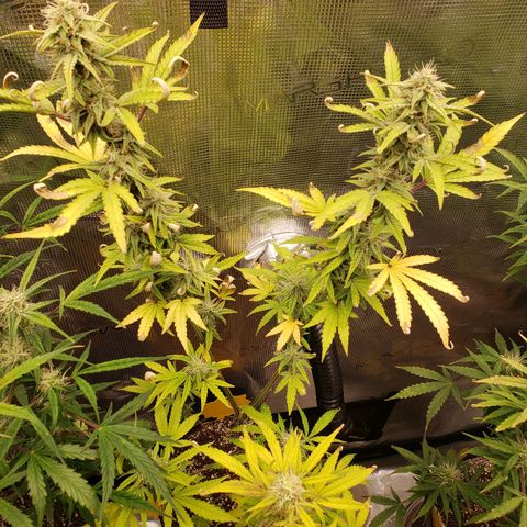 Geloctane  growlog photo: Freed up some room in the tent
