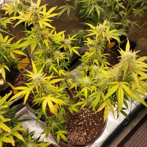 Geloctane  growlog photo: Freed up some room in the tent