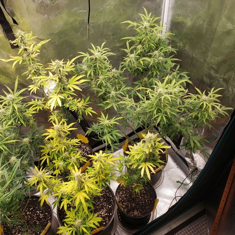 Geloctane  growlog photo: Freed up some room in the tent