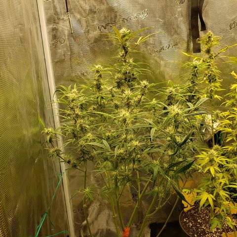 Geloctane  growlog photo: Freed up some room in the tent