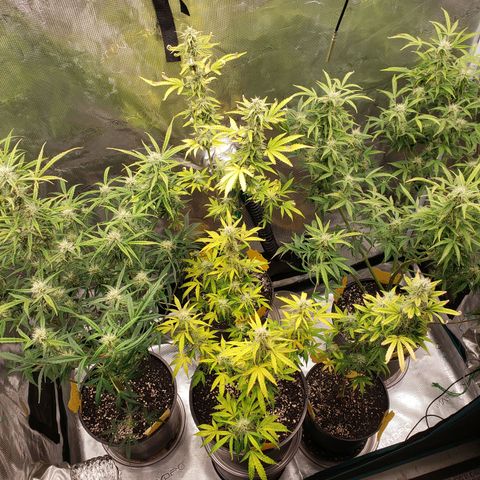 Geloctane  growlog photo: Freed up some room in the tent