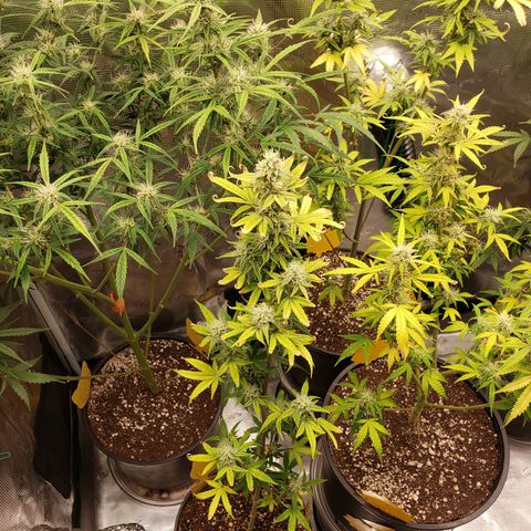 Geloctane  growlog photo: Freed up some room in the tent