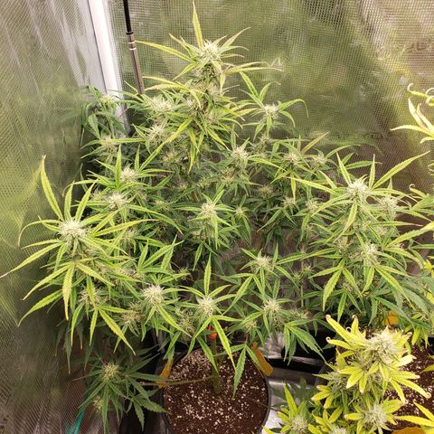 Geloctane  growlog photo: Freed up some room in the tent
