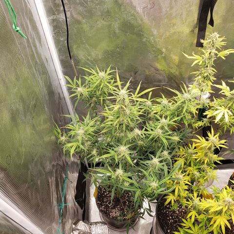 Geloctane  growlog photo: Freed up some room in the tent