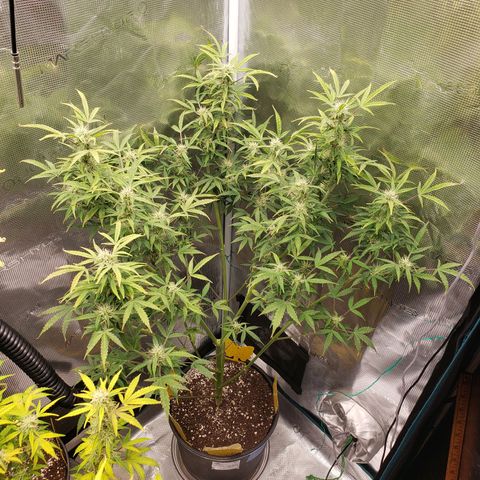 Geloctane  growlog photo: Freed up some room in the tent