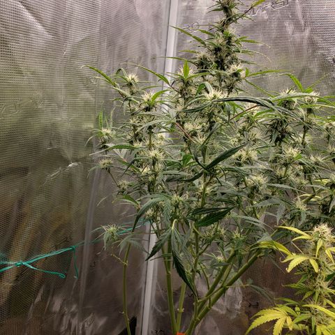 Geloctane  growlog photo: Freed up some space