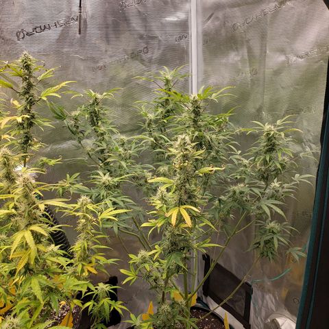 Geloctane  growlog photo: Freed up some space