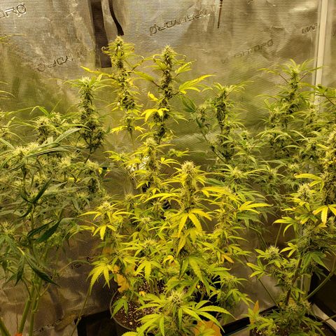 Geloctane  growlog photo: Freed up some space