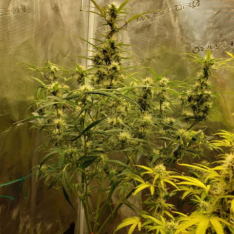 Geloctane  growlog photo: Freed up some space