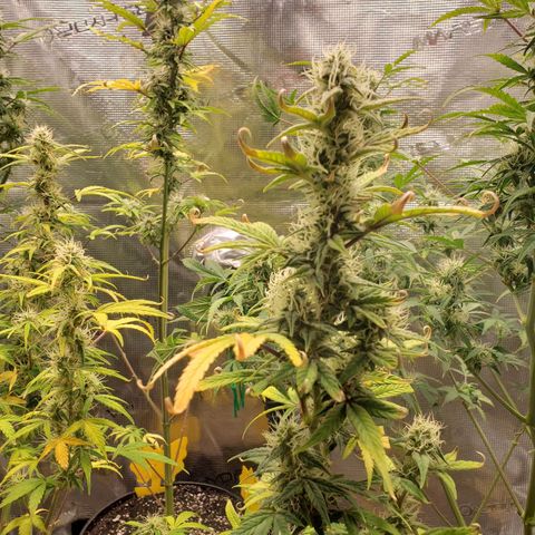 Geloctane  growlog photo: Freed up some space