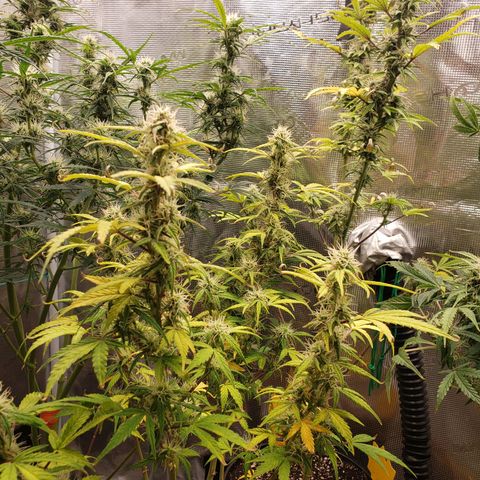 Geloctane  growlog photo: Freed up some space