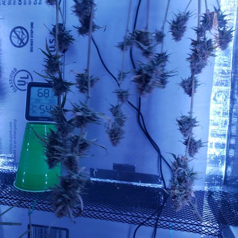 Geloctane  growlog photo: I hope this drying chamber i constructed works 🤞