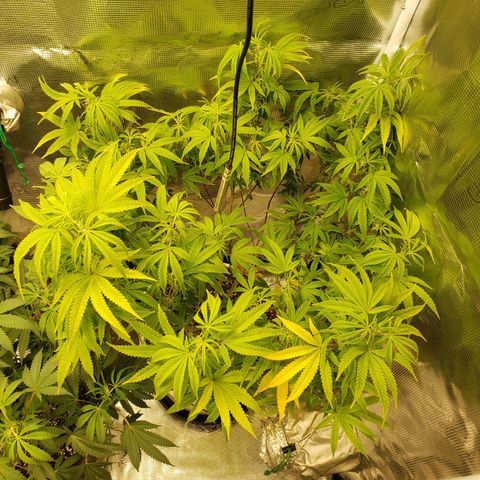 Geloctane  growlog photo: I hope this drying chamber i constructed works 🤞