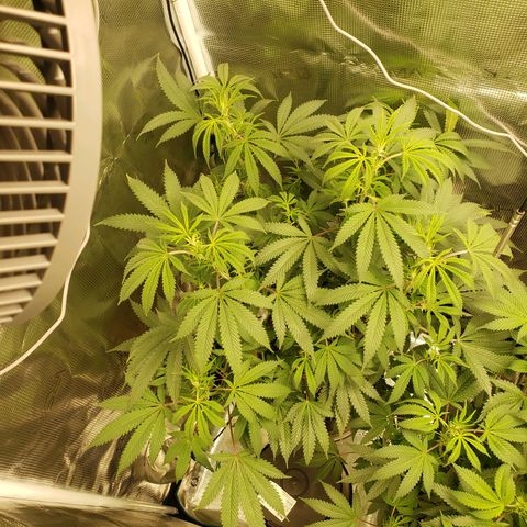 Geloctane  growlog photo: I hope this drying chamber i constructed works 🤞