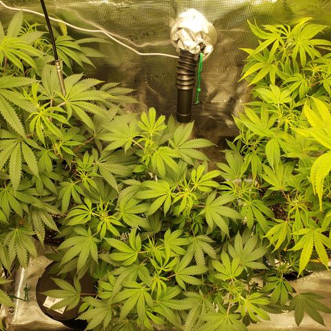 Geloctane  growlog photo: I hope this drying chamber i constructed works 🤞